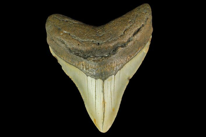 Fossil Megalodon Tooth - North Carolina #131604